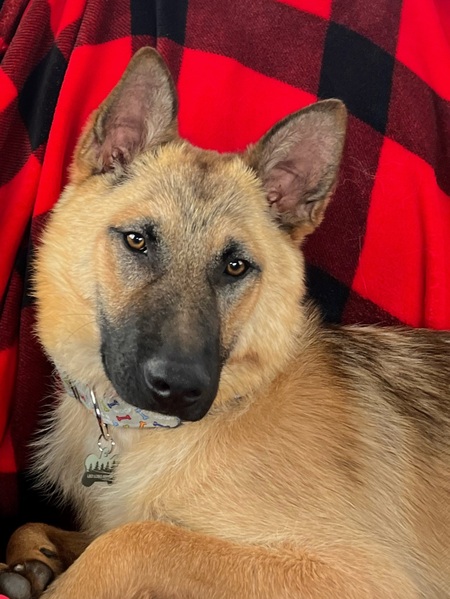 Entry image for Leo. Clicking this image will show a larger photo