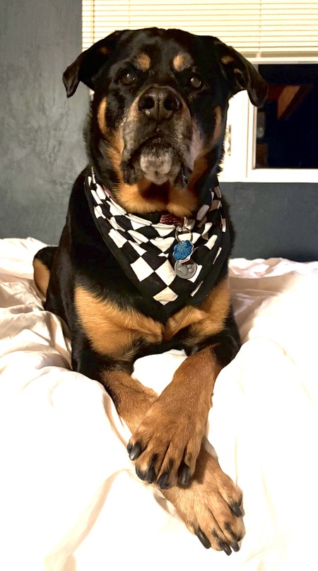 Entry image for Nahla. Clicking this image will show a larger photo