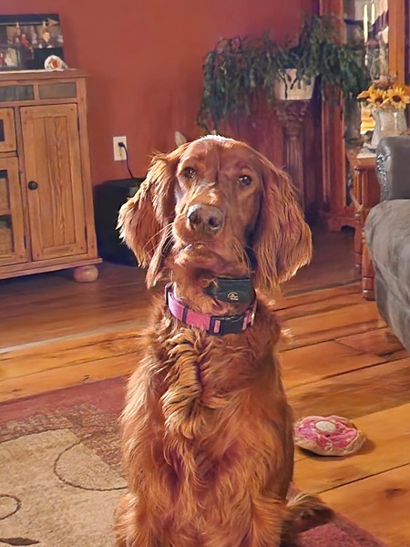 Entry image for Holly. Clicking this image will show a larger photo