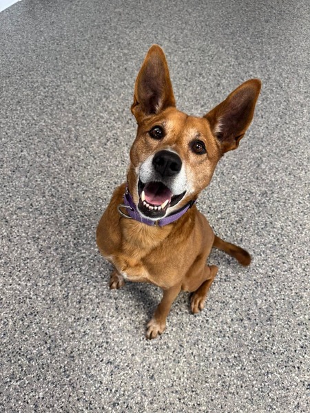 Entry image for Maizy . Clicking this image will show a larger photo