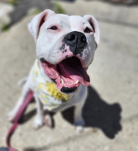 Entry image for Frankie. Clicking this image will show a larger photo