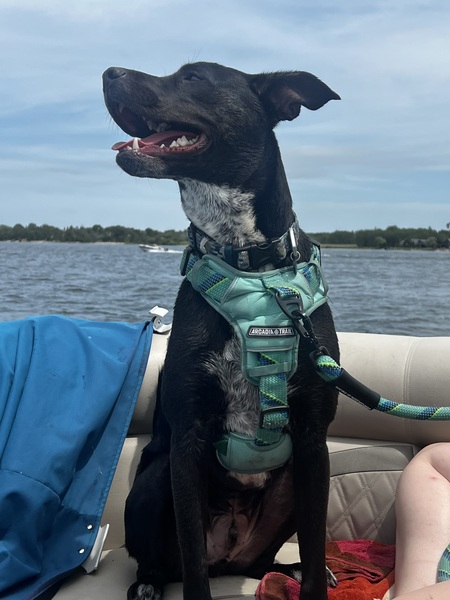 Entry image for Bronx. Clicking this image will show a larger photo