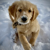 Entry image for Daisy