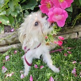 Entry image for APOLLO