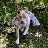 Entry image for Midge