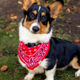 Entry image for Loon