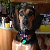 Entry image for Georgie 