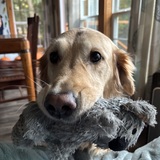 Entry image for Mazzy