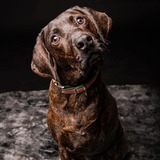 Entry image for Bucky