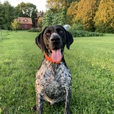 Entry image for Homer