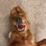 Entry image for Cooper