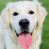 Entry image for Pinot