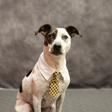 Entry image for Wally