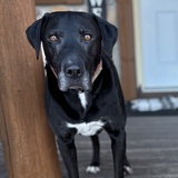 Entry image for Lincoln