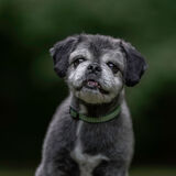 Entry image for Toby