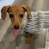 Entry image for Miss Mabel May