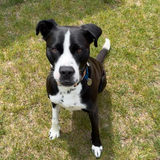 Entry image for Shiloh