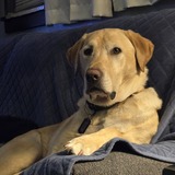 Entry image for Finnigan 