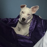 Entry image for Star