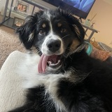 Entry image for Millie