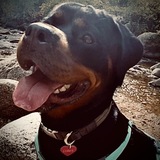 Entry image for Cobee