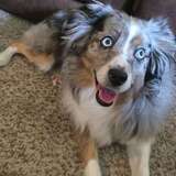 Entry image for Stella