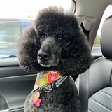 Entry image for Penny