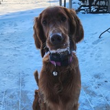 Entry image for Holly