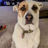 Entry image for Beau