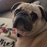 Entry image for Hank