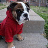 Entry image for Sir Charles Barkley (Chucky)