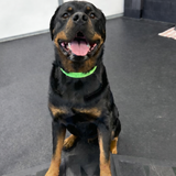 Entry image for Jaxon