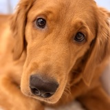 Entry image for Nala