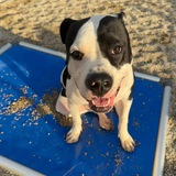 Entry image for Chewy