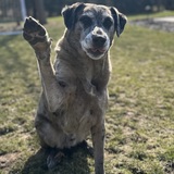 Entry image for Beaux