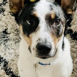 Entry image for Tyson