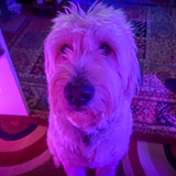 Entry image for Junior