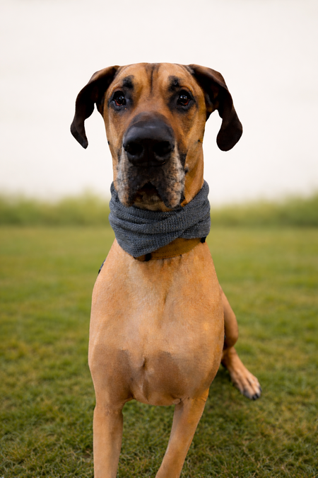 Entry image for Nash. Clicking this image will show a larger photo