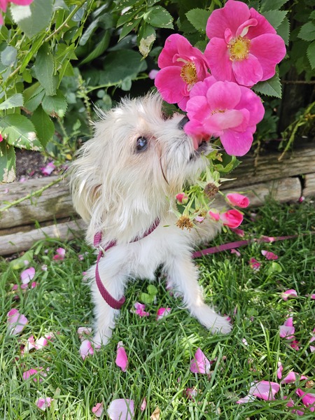 Entry image for APOLLO. Clicking this image will show a larger photo