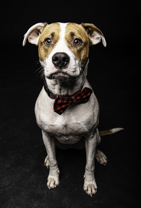 Entry image for Ruger Wallen. Clicking this image will show a larger photo