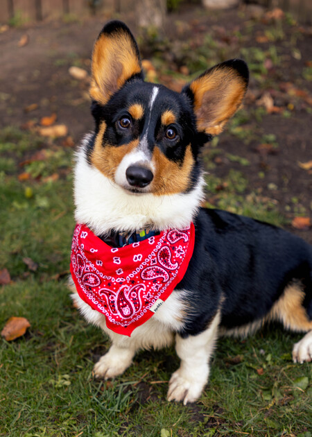 Entry image for Loon. Clicking this image will show a larger photo