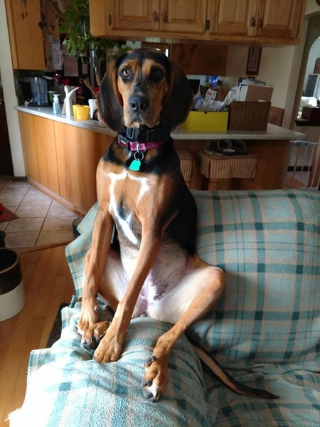 Entry image for Georgie . Clicking this image will show a larger photo