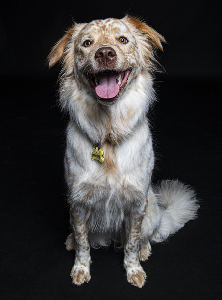 Entry image for Brandy. Clicking this image will show a larger photo