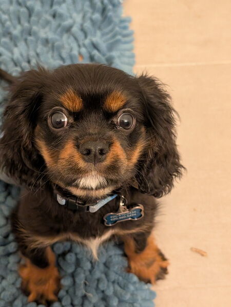 Entry image for Rem. Clicking this image will show a larger photo