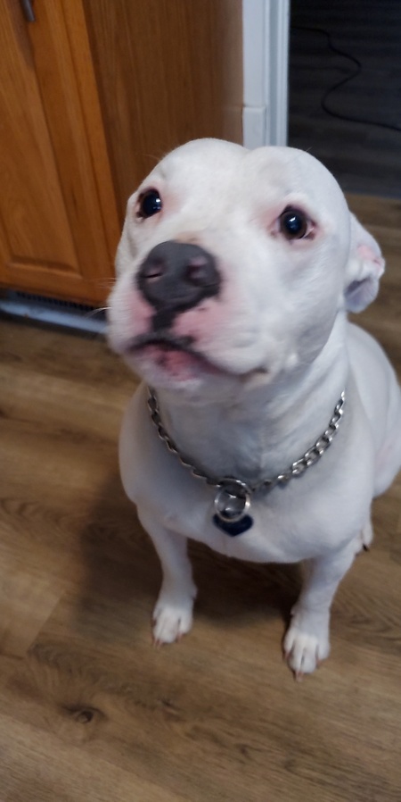 Entry image for Eggsy. Clicking this image will show a larger photo