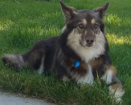 Entry image for Millie. Clicking this image will show a larger photo