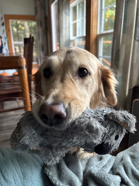 Entry image for Mazzy. Clicking this image will show a larger photo