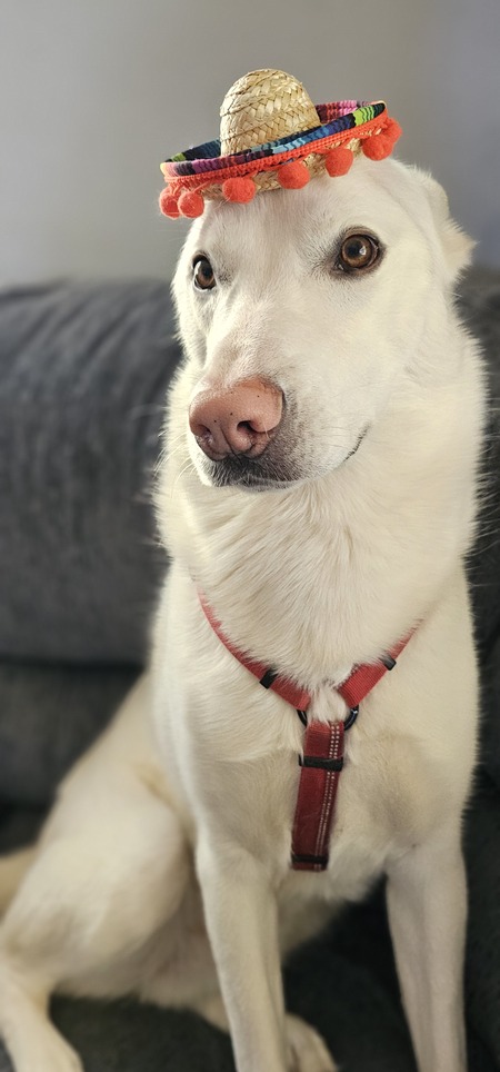 Entry image for Bolt. Clicking this image will show a larger photo