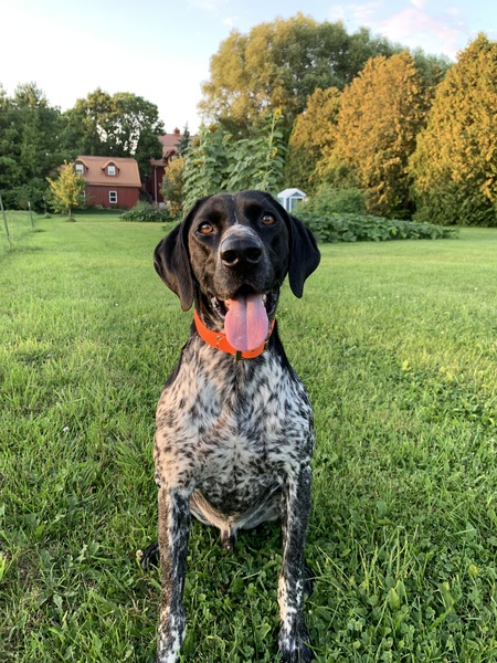 Entry image for Homer. Clicking this image will show a larger photo