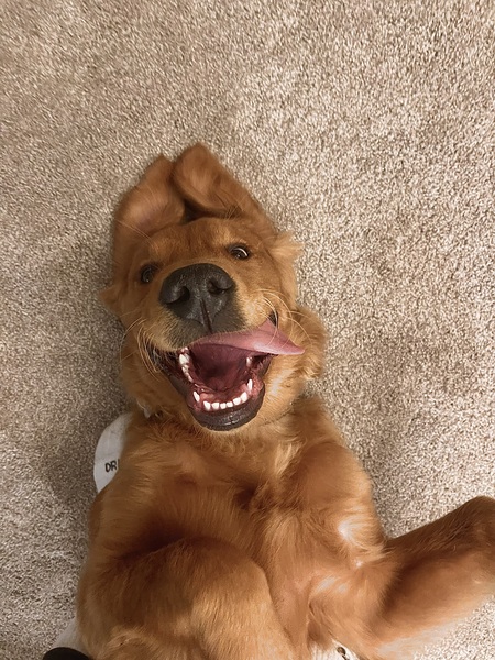 Entry image for Cooper. Clicking this image will show a larger photo